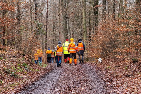 Driven hunt, party hunt in Schönbuch near Böblingen. Drivers in protective clothing drive the game