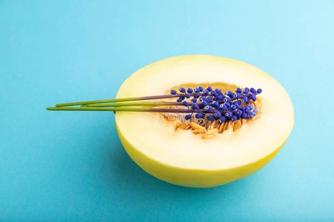 Sliced ripe yellow melon and hyacinth flowers on blue pastel background. Side view, close up.