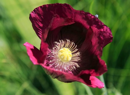 Close up of purple poppy plant flower, Papaver somniferum, Sissinghurst castle gardens, Kent,