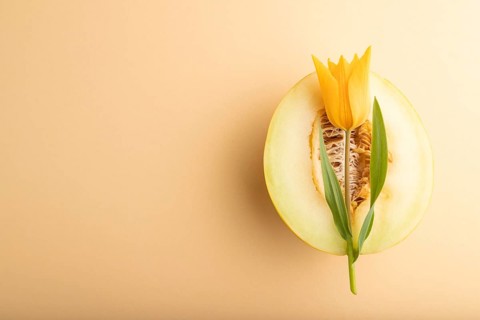 Sliced ripe yellow melon and tulip flower on orange pastel background. Top view, flat lay, copy