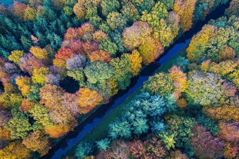 Mixed forest in autumn, colouring, aerial view, forest, autumnal, district Vechta, Moorbach, Daren,