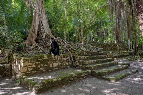Mayan culture in the jungle with howler monkey Chacchoben Mexico animal