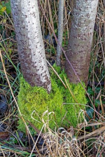 Moss growth on tree trunks, Geltinger Birk, Gelting, Schleswig-Holstein, Germany, Europe