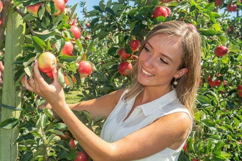 Young attractive blonde smiling woman picking apple in Scania fruit district, Kivik, Österlen,