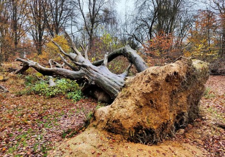 Fallen, uprooted tree in the Sababurg primeval forest in autumn, nature reserve, Reinhardswald