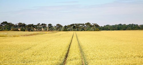 Two straight lines created by vehicles running across arable field with cereal crop, Hollesley,