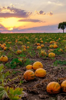 Pumpkin fields in the evening light, near Poysdorf, Weinviertel, Lower Austria, Austria, Europe