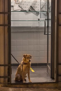 Dog waiting for his master in front of a shop, Genoa, Italy, Europe
