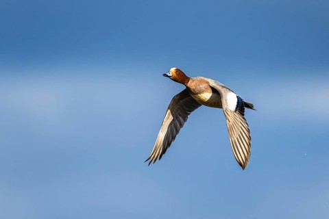 Eurasian Wigeon, (Mareca penelope) male in flight over marshes