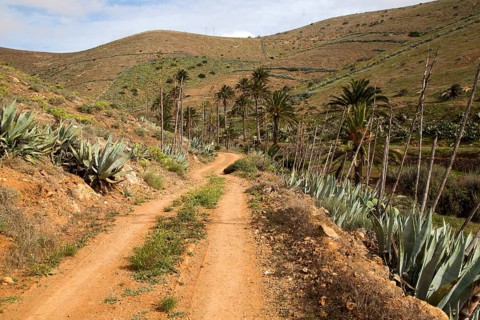 Sandy track in fertile valley farmland, Betancuria, Fuerteventura, Canary Islands, Spain, Europe
