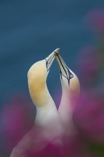 Northern gannet (Morus bassanus) two adult birds performing thier courtship display amongst