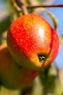 Ripe apple on the tree