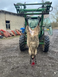 Slaughtered sheep hanging from a tractor on a farm, Mecklenburg-Vorpommern, Germany, Europe