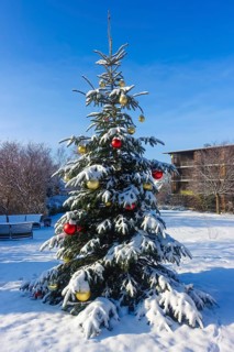 Christmas tree in the snow, Christmas tree, winter landscape, Christmas motif, Christmas, Christmas