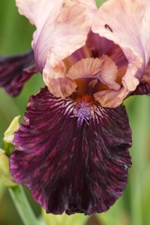 Beautiful multicolored iris flower bloom in the garden. Close up, fragility and summer concept