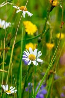 Flowering marguerites (Leucanthemum), colourful flowers, grasses and insects in a wild, natural