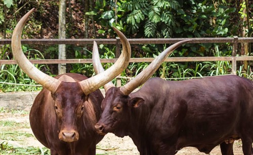 Two red African bulls in the zoo