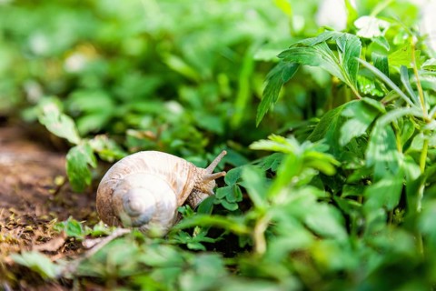 Roman snail (Helix pomatia) crawling on the forest ground among green leaves