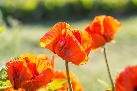Orange poppies blooming in the garden in summer