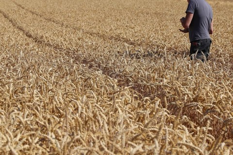 Farmer checks his grain