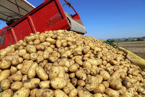 Agriculture potato harvesting with harvester (Mutterstadt, Rhineland-Palatinate)