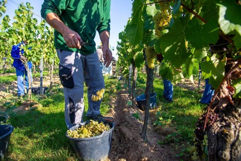 Hand-picking of Chardonnay grapes in the Palatinate in 2023 (Norbert Groß winery, Meckenheim) . The