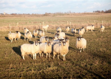 Flock of sheep grazing on drained marshland fields at Gedgrave, Suffolk, England, United Kingdom,