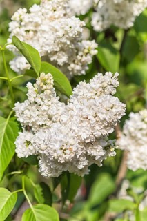 Blooming lilac in the botanical garden in spring