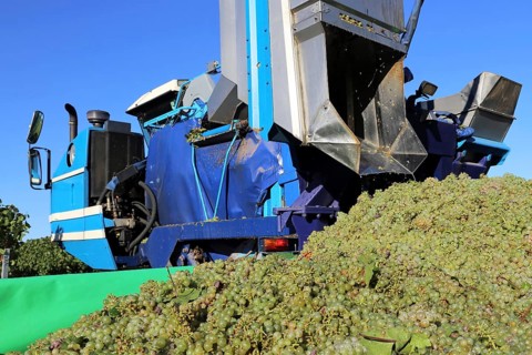 Grape grape harvest with full harvester in the district of Bad Dürkheim, Rhineland-Palatinate