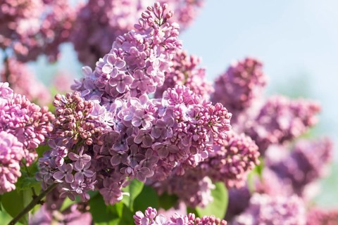Blooming lilac in the botanical garden in spring