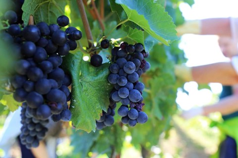 Grape grape harvest: Hand-picking Pinot Noir grapes in the Palatinate (Norbert Groß Winery,