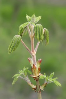 Horse-chestnut (Aesculus hippocastanum), leaf budding in spring, North Rhine-Westphalia, Germany,