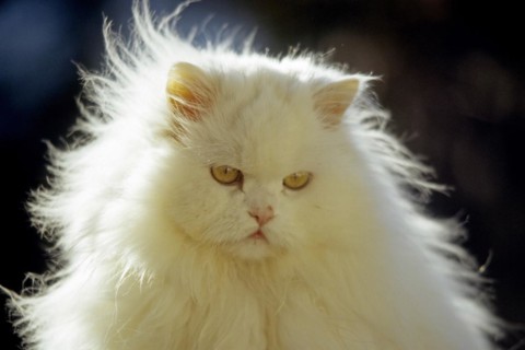 Persian cat, Long-haired cat, Backlight