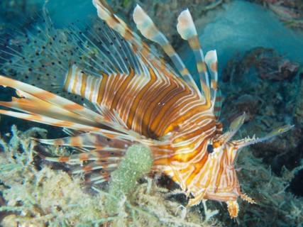 Pacific red lionfish (Pterois volitans), dive site House Reef, Mangrove Bay, El Quesir, Red Sea,