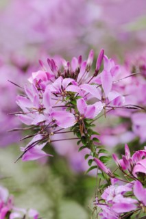 Spider flower or spider plant (Cleome spinosa, Tarenaya hassleriana), flowers, ornamental plant,