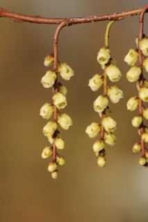 Japanese pearl tail or early pearl tail (Stachyurus praecox), flowers, native to Asia, ornamental