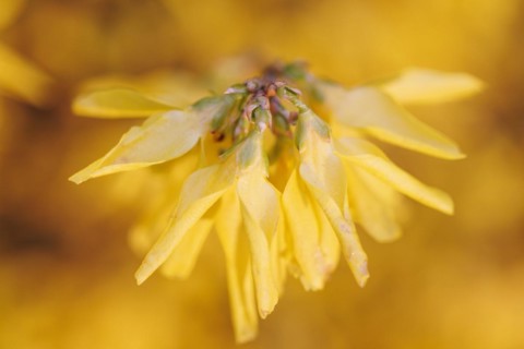 Blossom of the Forsythia (Forsythia), Germany, Europe