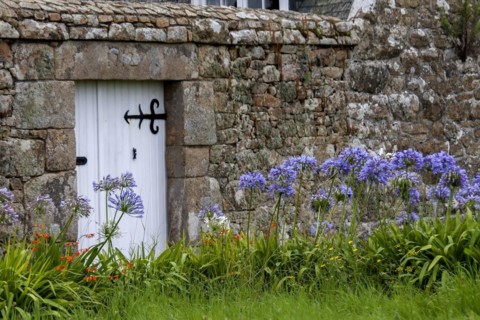 Lilies of the nile (Agapanthus) in front of a granite garden wall, Ile de Brehat, Brittany, France,