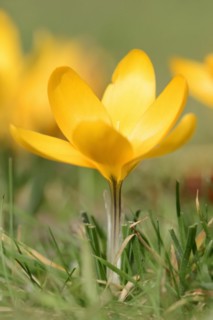 Golden crocus or dutch yellow crocus (Crocus flavus), North Rhine-Westphalia, Germany, Europe
