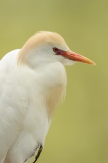 Cattle egret (Bubulcus ibis), portrait, Camargue, France, Europe