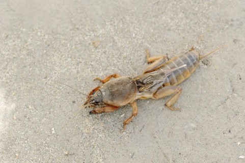 European mole cricket (Gryllotalpa gryllotalpa), Camargue, Provence, southern France