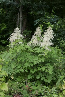 Forest honeysuckle (Aruncus dioicus, Aruncus sylvestris), flowering, North Rhine-Westphalia,