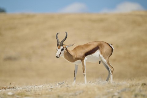 Springbok (Antidorcas marsupialis), standing in the dessert, captive, distribution Africa