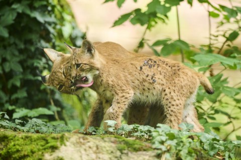 Eurasian lynx (Lynx lynx) mother with her youngster in a forest, Bavaria, Germany, Europe