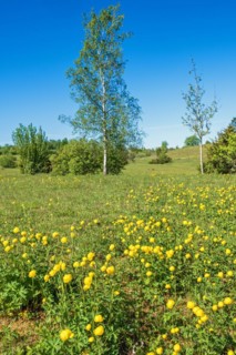 Flowering Globeflower (Trollius europaeus) on a meadow with lush green birch trees