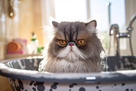 Persian cat taking a bath. AI generated