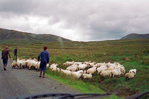 Sheep on the road, farmer, farmer's sons, County Donegal, Republic of Ireland, 29 July 1993,