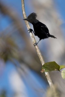Glossy Antshrike, Sakesphorus luctuosus luctuosus, Amazon Basin, Brazil, South America