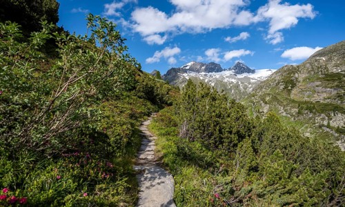 Mountain landscape with hiking trail through mountain pines, behind summit Großer Mörcher, Berliner