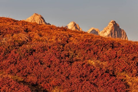Autumn colouring of blueberry (Vaccinium) in front of mountains, evening light, Dachstein